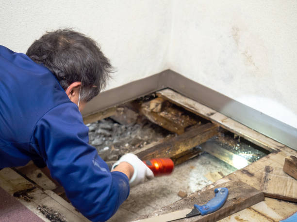 Best Crawl Space Mold Removal  in Holtville, CA