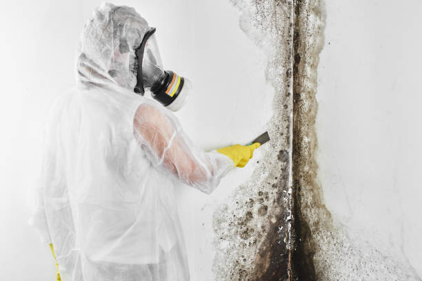 Mold Removal and Inspection in Holtville, CA