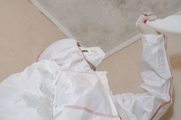 Best Toxic Mold Removal  in Holtville, CA