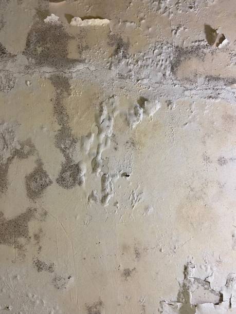 Best Mold Remediation  in Holtville, CA