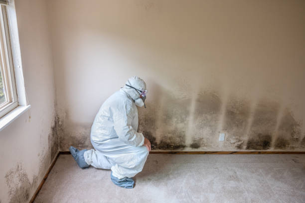 Best Mold Removal and Inspection  in Holtville, CA