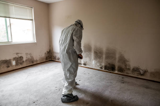 Best Local Mold Removal Service  in Holtville, CA